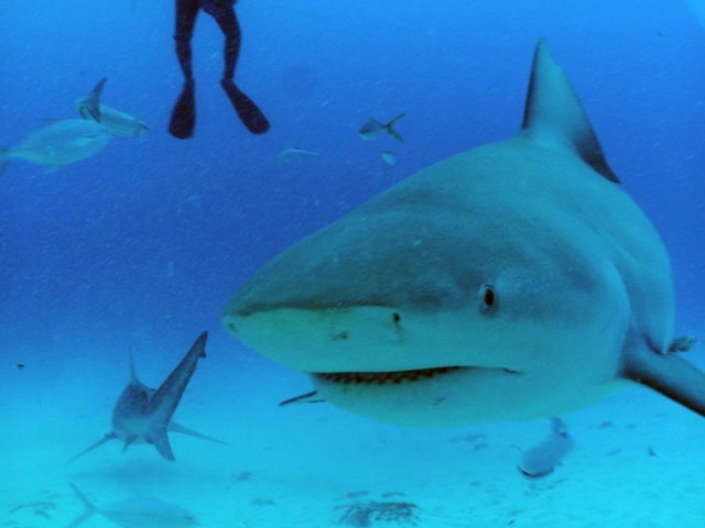  Bull shark